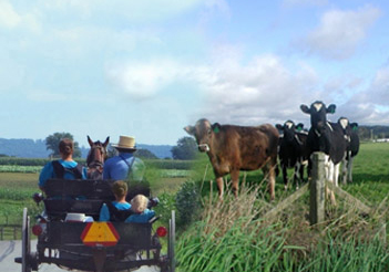 Amish and cows